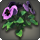 Purple violas icon1.png