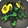 Yellow violas icon1.png