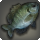 Bluegill icon1.png