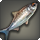 River barramundi icon1.png