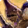 Manxome molaa ja ja card icon1.png