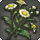 Chickweed icon1.png