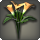 Orange arums icon1.png