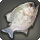 Splendid piranha icon1.png