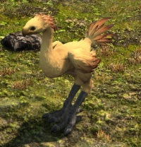 Wild Chocobo.jpg