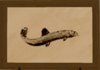 Brass Loach print.png