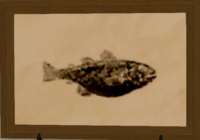 Tiger Cod print.png