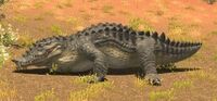 Toari Alligator.jpg