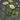 Rarefied kozamauka chamomile icon1.png