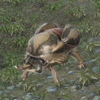 Rhino-beetle.jpg