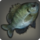 Garlean bluegill icon1.png