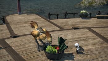 Chocobo raising3.jpg