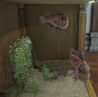 Rasa Fish tank.png