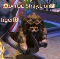 Stray Lion.jpg