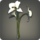 White cattleyas icon1.png