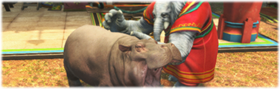 Hippo Healing.png