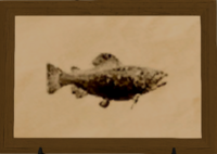 Princess Trout print.png