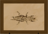 Hedgemole Cricket print.png