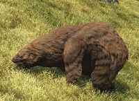 Mountain Bear.jpg