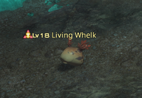 Living Whelk.png