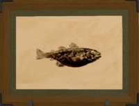 South Kholusian Cod print.png