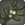 Dravanian mistletoe icon1.png