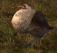 Wild Dodo.png