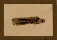 Razor Clam print.png