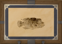 Mummer Wrasse print.png