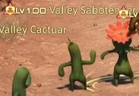 Valley Sabotender.jpg