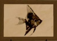 Pixie Fish print.png