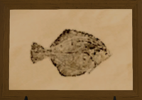 Moraby Flounder print.png