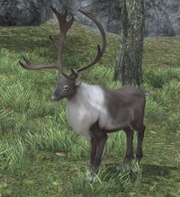 Caribou.jpg